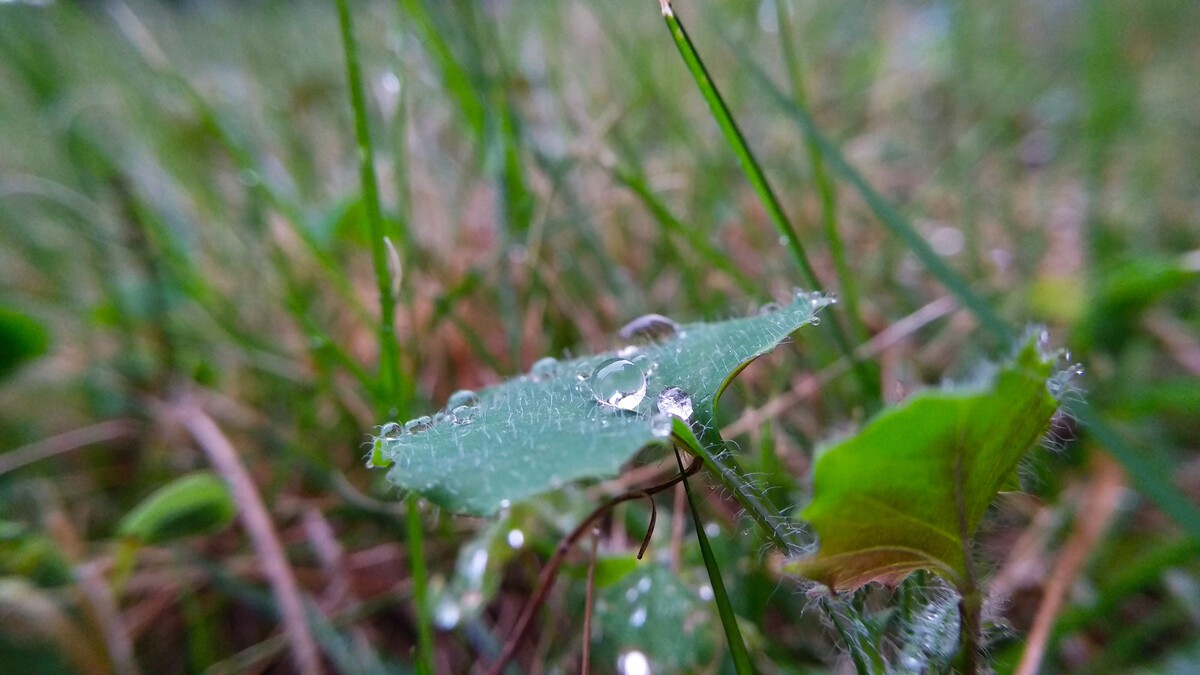 雨露均沾是什么意思