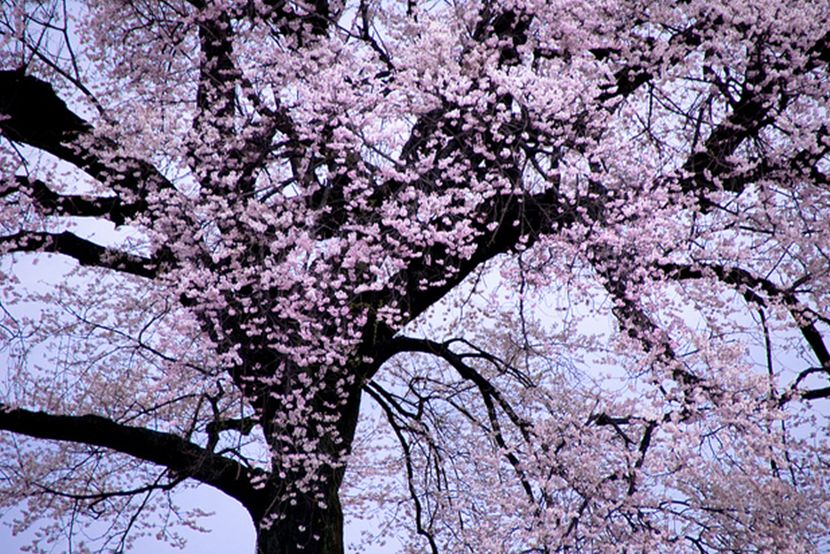 粉色樱花、白色樱花、紫色樱花和红色樱花的花语分别是什么？