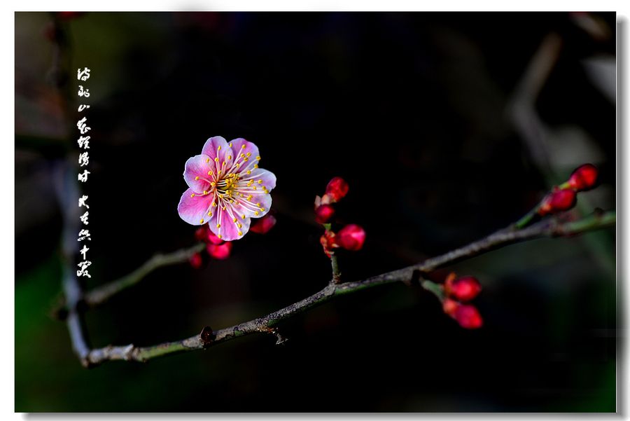 待到山花烂漫时，她在丛中笑。这句话的意思？