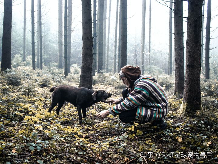 请问宠物死了怎么安葬？怎么火化和埋葬？