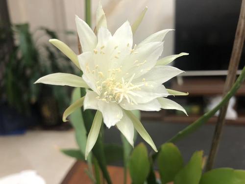 昙花花期是多久？