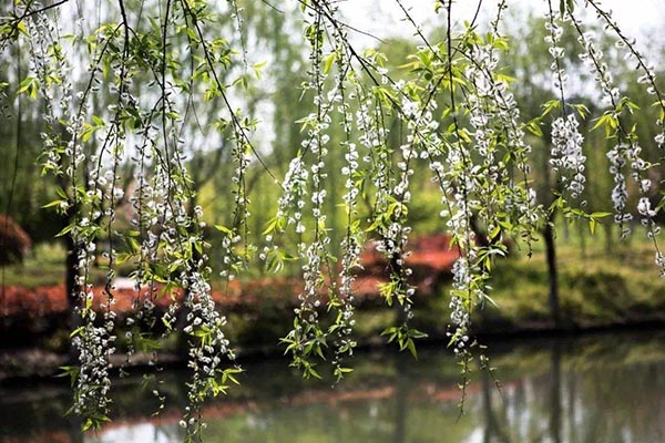 有关“春天柳絮纷飞”唯美诗句都有哪些？