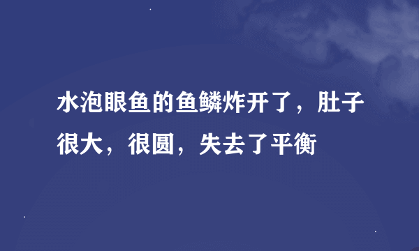 水泡眼鱼的鱼鳞炸开了，肚子很大，很圆，失去了平衡