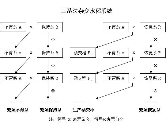 转基因水稻和杂交水稻有什么区别?