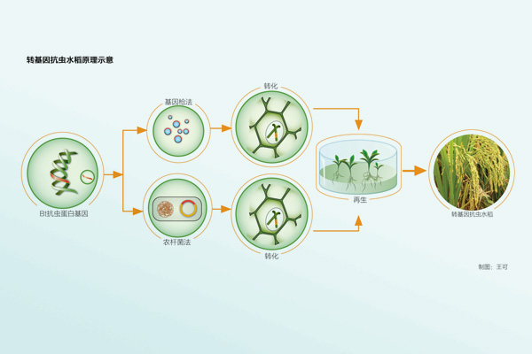 转基因水稻和杂交水稻有什么区别?