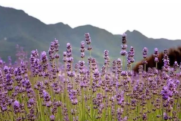 西安曲江薰衣草庄园薰衣草什么时候开花