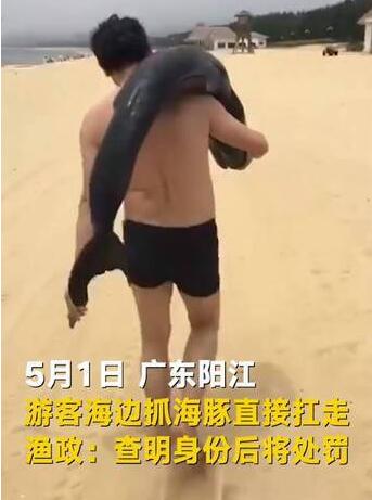 游客活捉海豚犯法没？