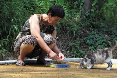 上海一阿姨8年投喂流浪猫濒临崩溃，发生什么事了？