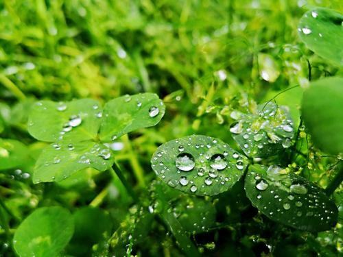 女人说要雨露均沾是贬义词还是褒义词