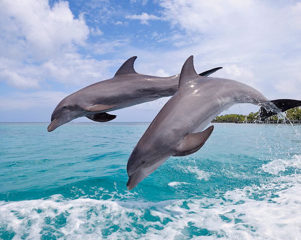 游客活捉海豚犯法没？