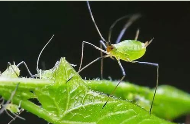 蚜虫是属于虫的那类的