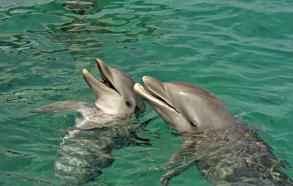 游客活捉海豚犯法没？