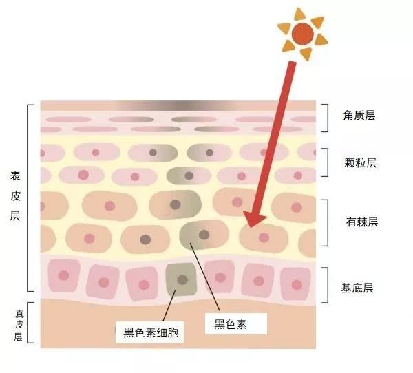 色斑会不会以后变成黑痣