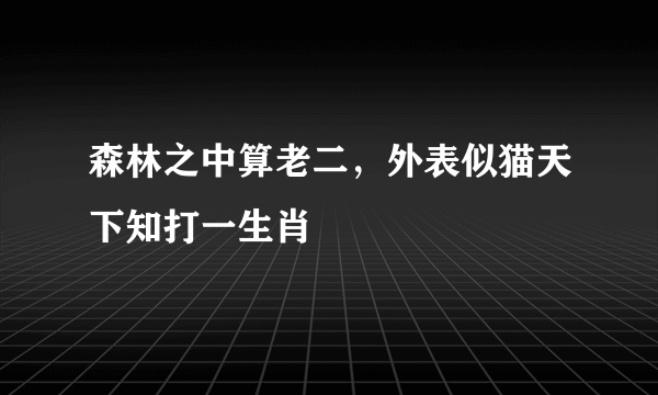 森林之中算老二，外表似猫天下知打一生肖