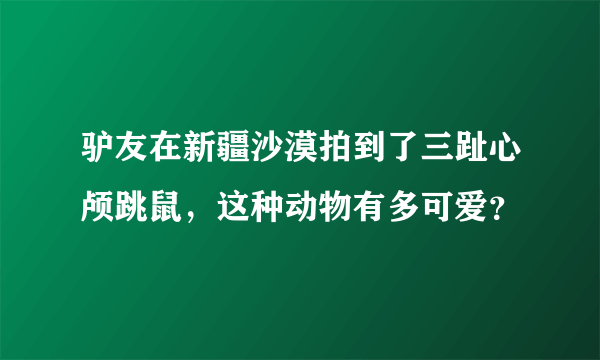 驴友在新疆沙漠拍到了三趾心颅跳鼠，这种动物有多可爱？