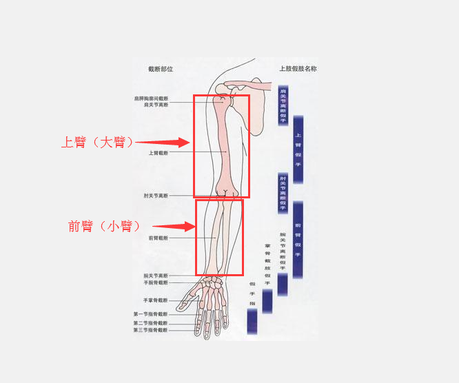 一般说“手臂”或“前臂”分别指的是大臂还是小臂???