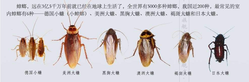 这是什么虫子？