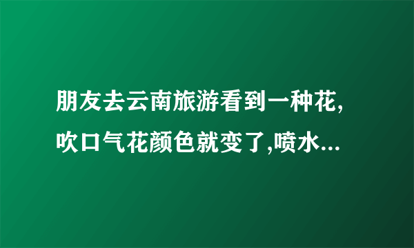 朋友去云南旅游看到一种花,吹口气花颜色就变了,喷水花就开了,谁知道这是真花假花,真花的话叫什么花？