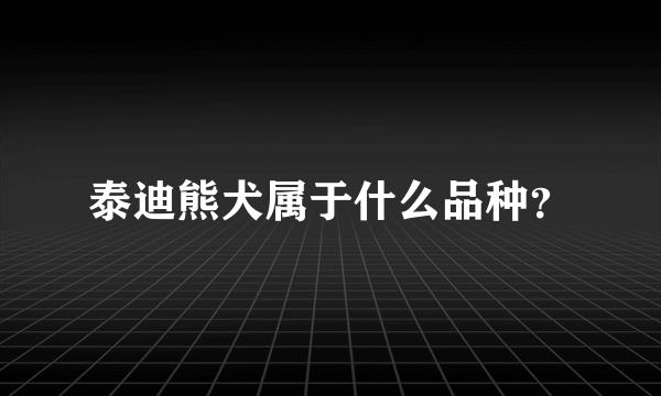 泰迪熊犬属于什么品种？