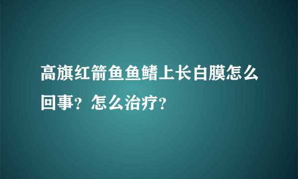 高旗红箭鱼鱼鳍上长白膜怎么回事？怎么治疗？