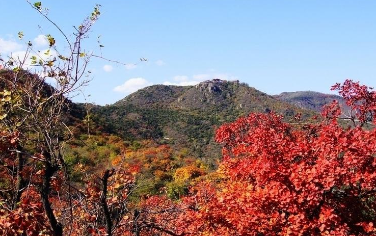 香山红叶是什么树叶