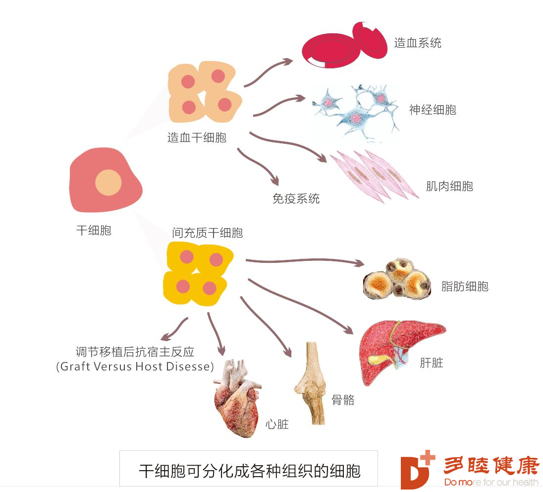 干细胞抗衰老??