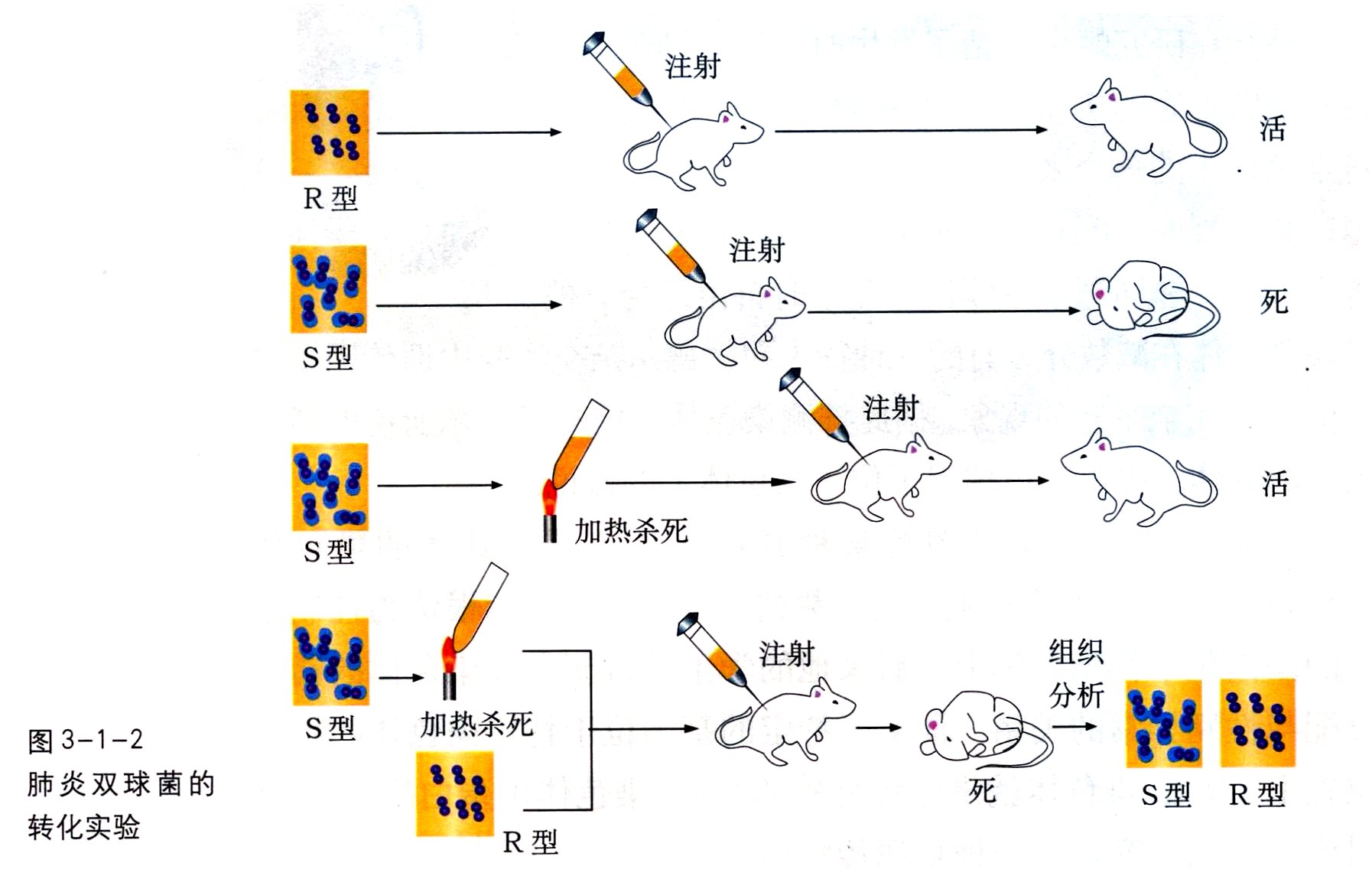 肺炎双球菌的转化实验的实验结论