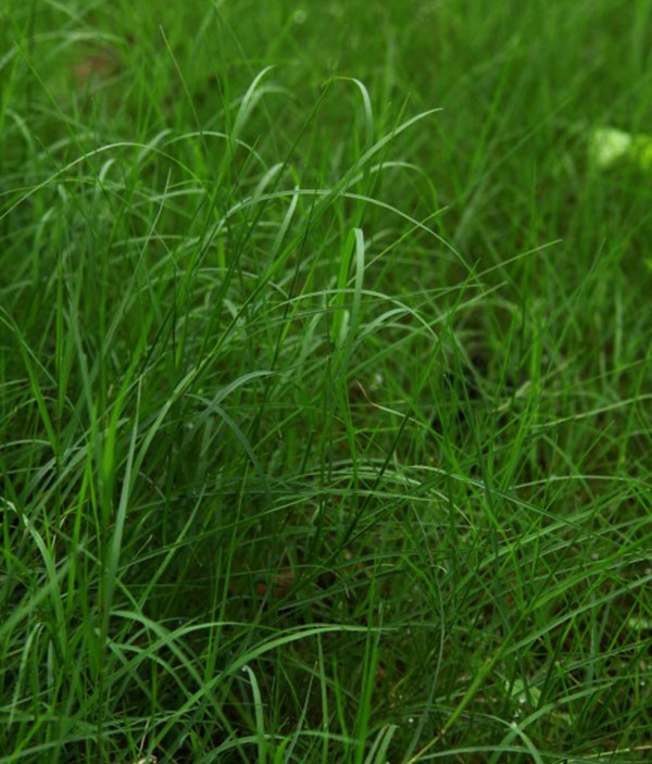 百喜草目前种子什么时候种植合适