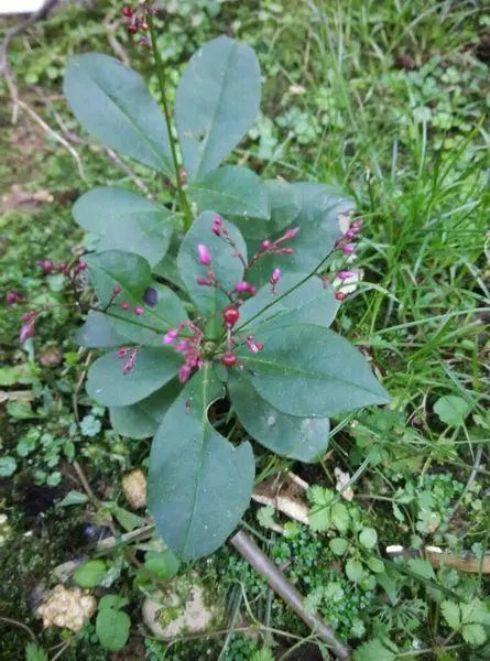 有一植物叫卢兰是什么样子？