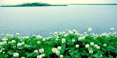 阳澄湖莲花岛的门票价格