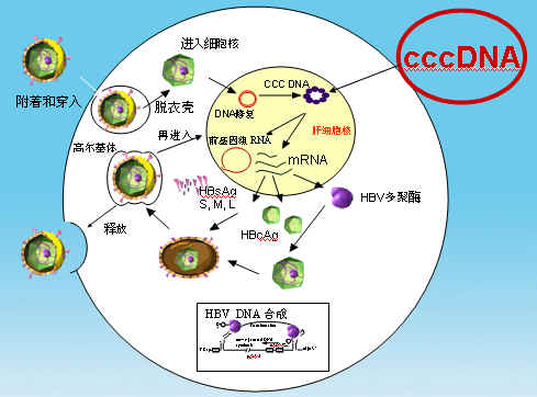 HBV-DNA的检测区别