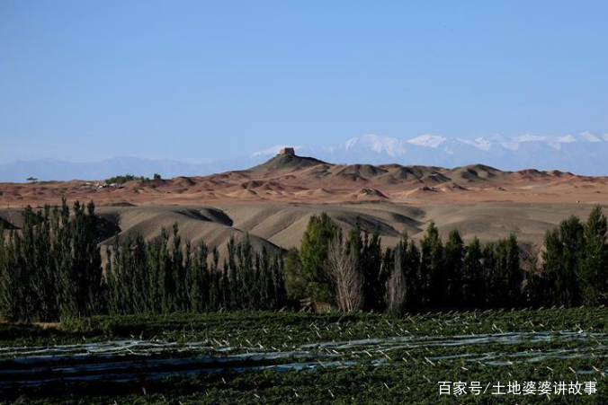 敦煌万亩防沙林遭剃光头式砍伐，用葡萄园代替防沙林，真的可行吗？