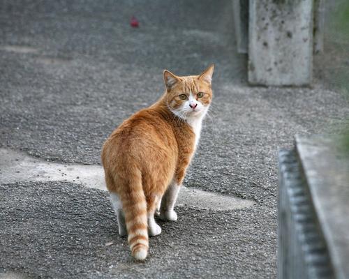 网友因为孙怡家小鸡被野猫叼走感到好笑，怎样才能让野猫不打扰人类？