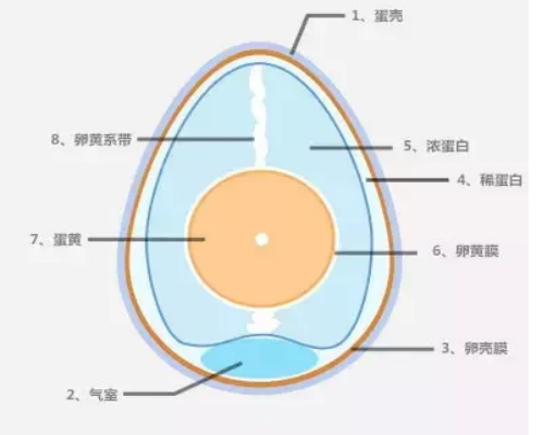 一个鸡蛋的热量