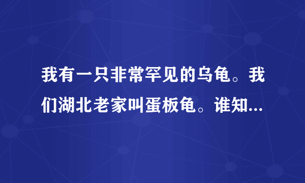 我有一只非常罕见的乌龟。我们湖北老家叫蛋板龟。谁知道它的学名吗？数量多不多？