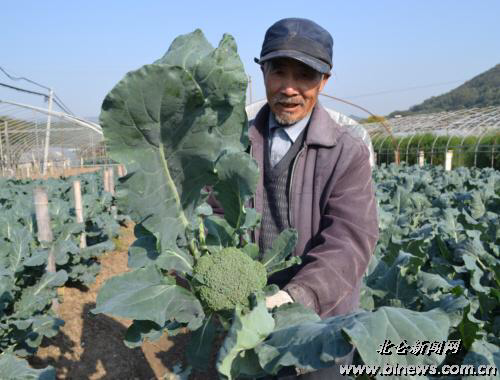 西兰花在地里长什么样