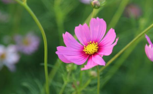 花之歌这首散文诗，表面是写花真正是写什么