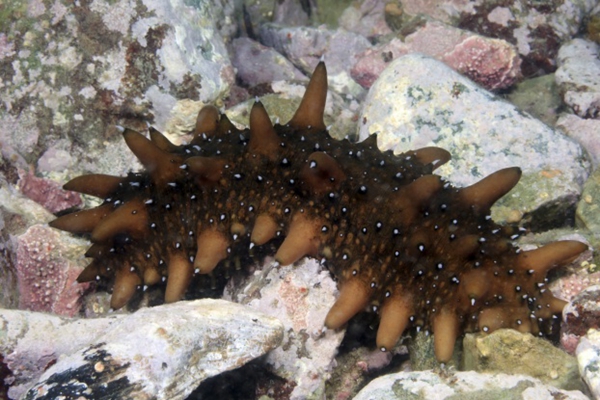 求传说中的海洋生物