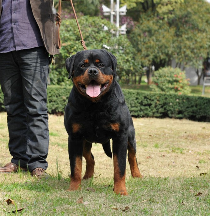 顶级罗威纳犬舍在哪