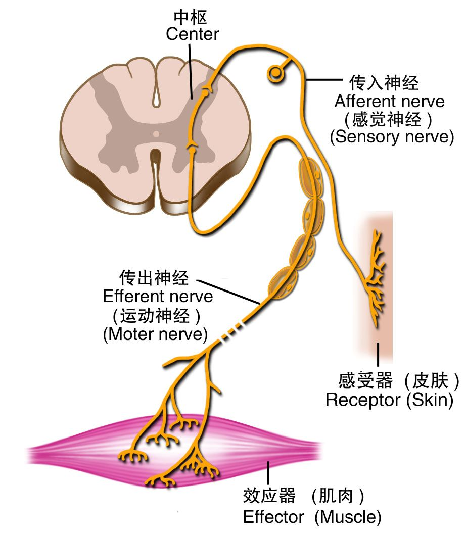 植物人丈夫还有可能让自己的妻子受孕吗？