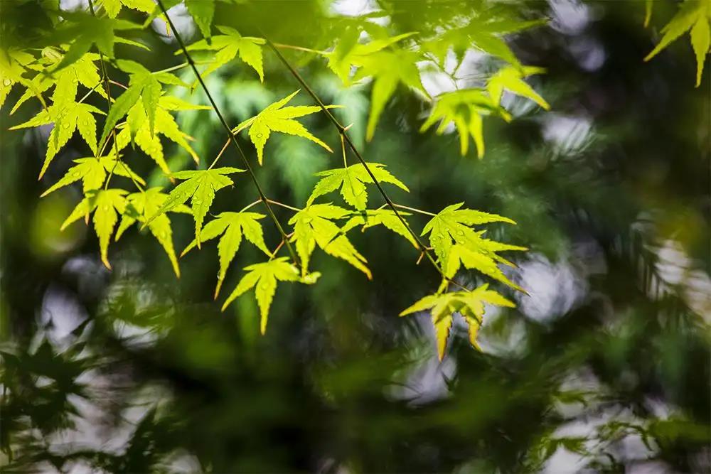 “芳林新催陈叶，流水前波让后波”这句诗蕴含什么哲理？