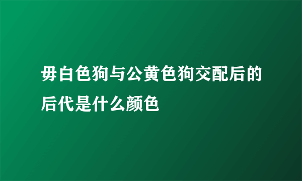 毋白色狗与公黄色狗交配后的后代是什么颜色