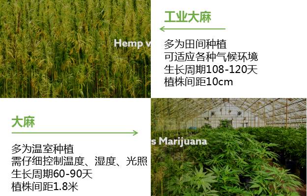 工业大麻是什么？