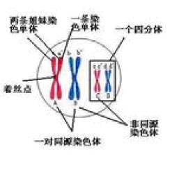 同源染色体 姐妹染色体的区别