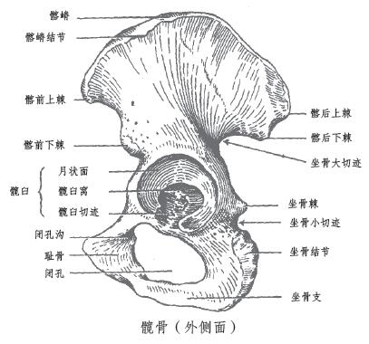 人体的坐骨到底在哪里？