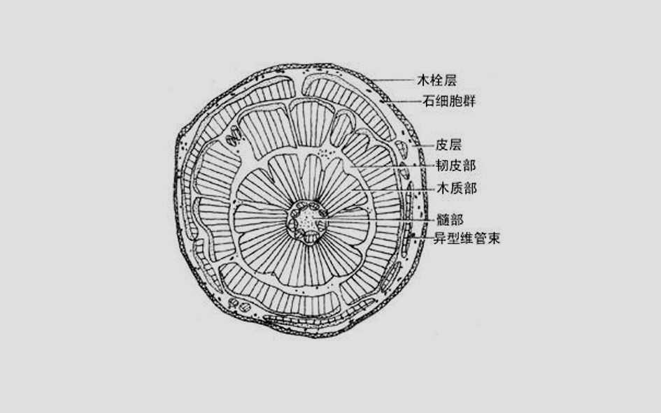 木质部和韧皮部的概念