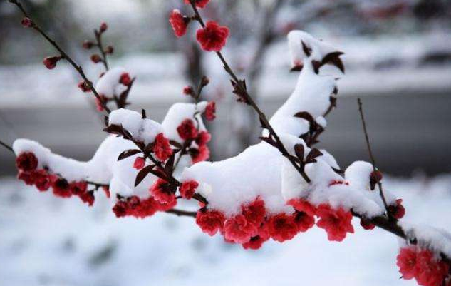 梅须逊雪三分白，雪却输梅一段香。是什么意思啊