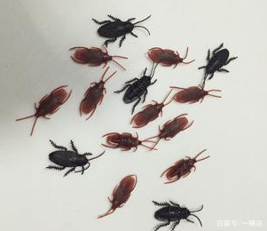 蟑螂什么情况下会飞?