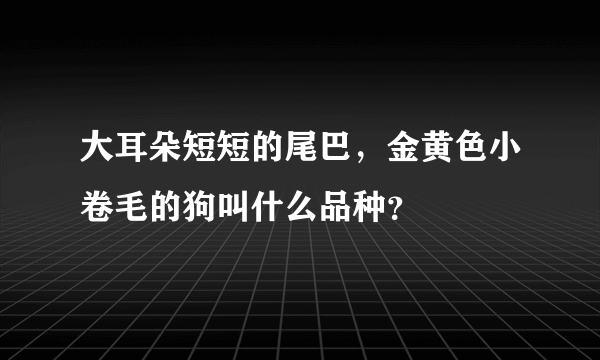 大耳朵短短的尾巴，金黄色小卷毛的狗叫什么品种？