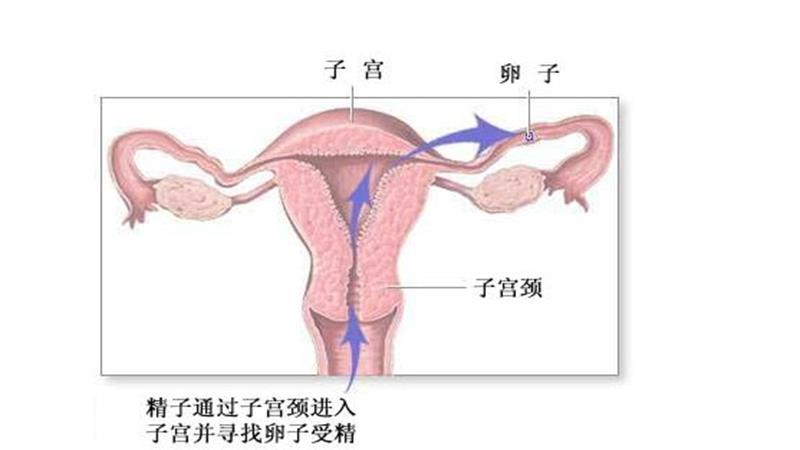 做人流后一般要休息多长时间